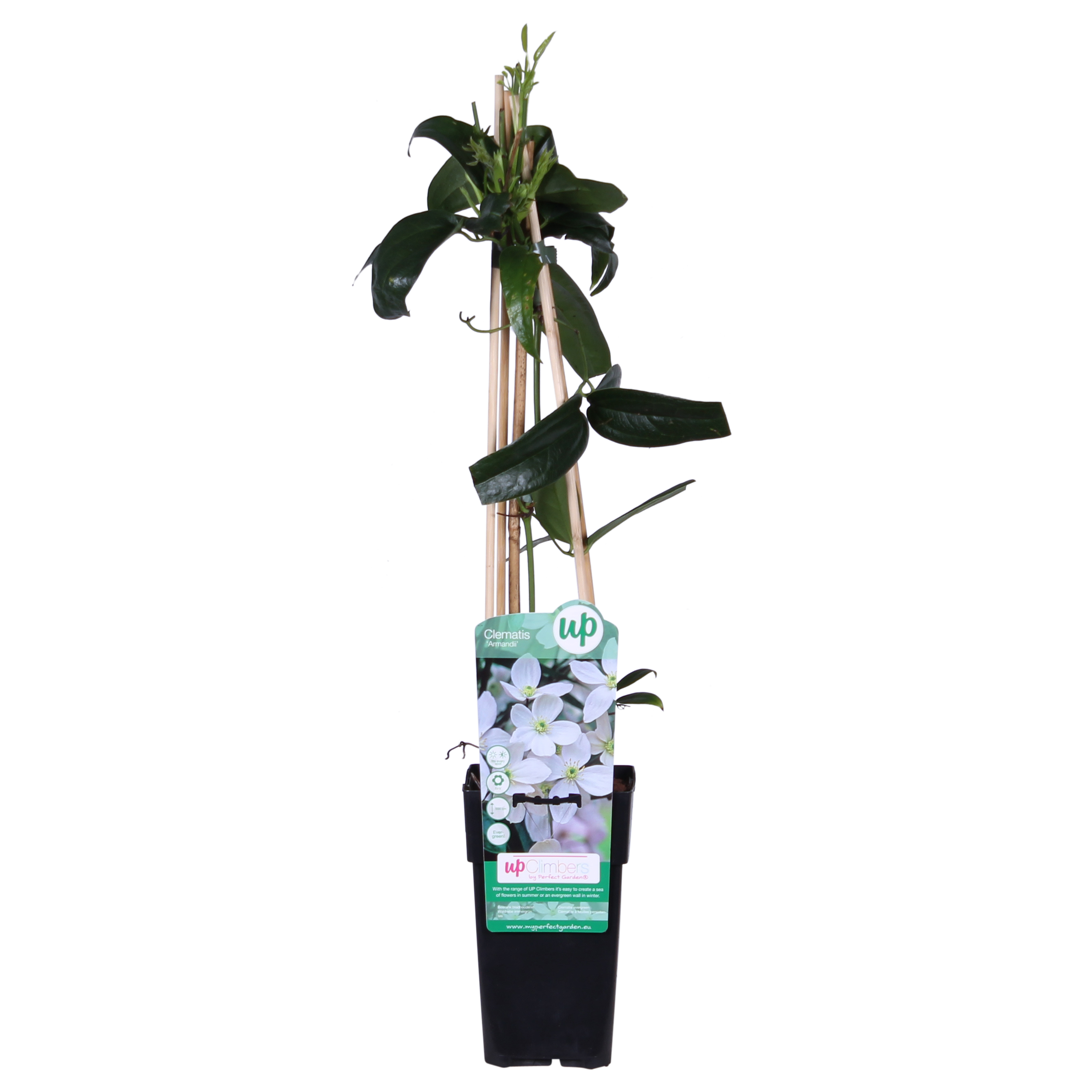 Clematis armandii – immergrüne weiße Kletterpflanze, 15 cm Topf, 65 cm Höhe