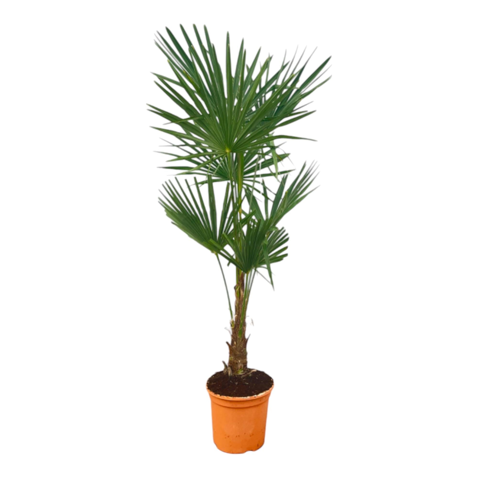 Chinesische Hanfpalme (Trachycarpus fortunei) – 120–240 cm