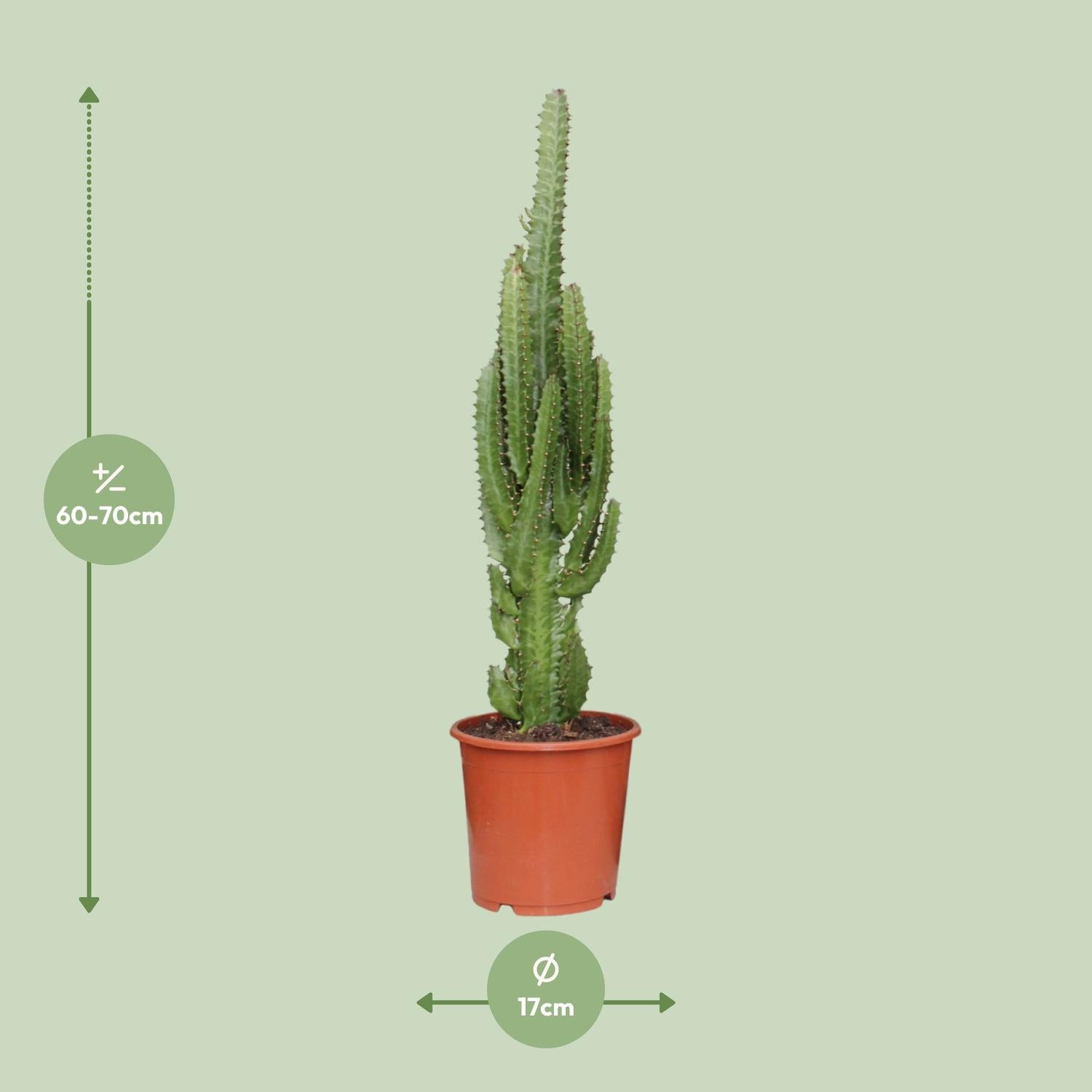 Euphorbia trigona – Afrikaanse melkboom - 40-70 cm