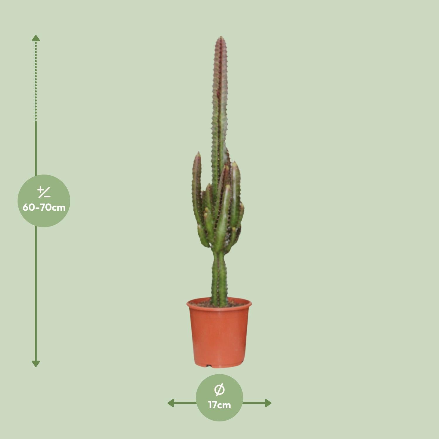 Euphorbia Trigona Rubra – Rode Afrikaanse melkboom - 40-70 cm