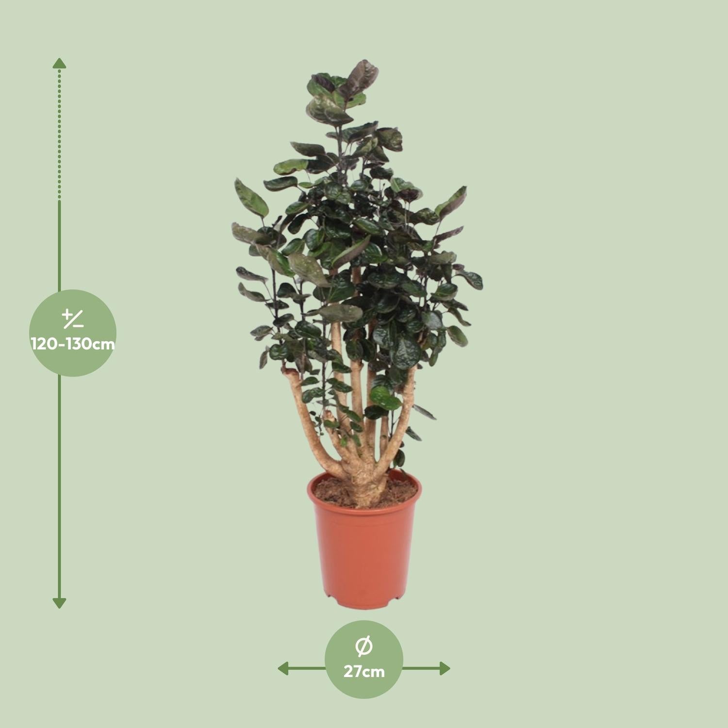 Polyscias Fabian – Aralienbaum - 45-130 cm