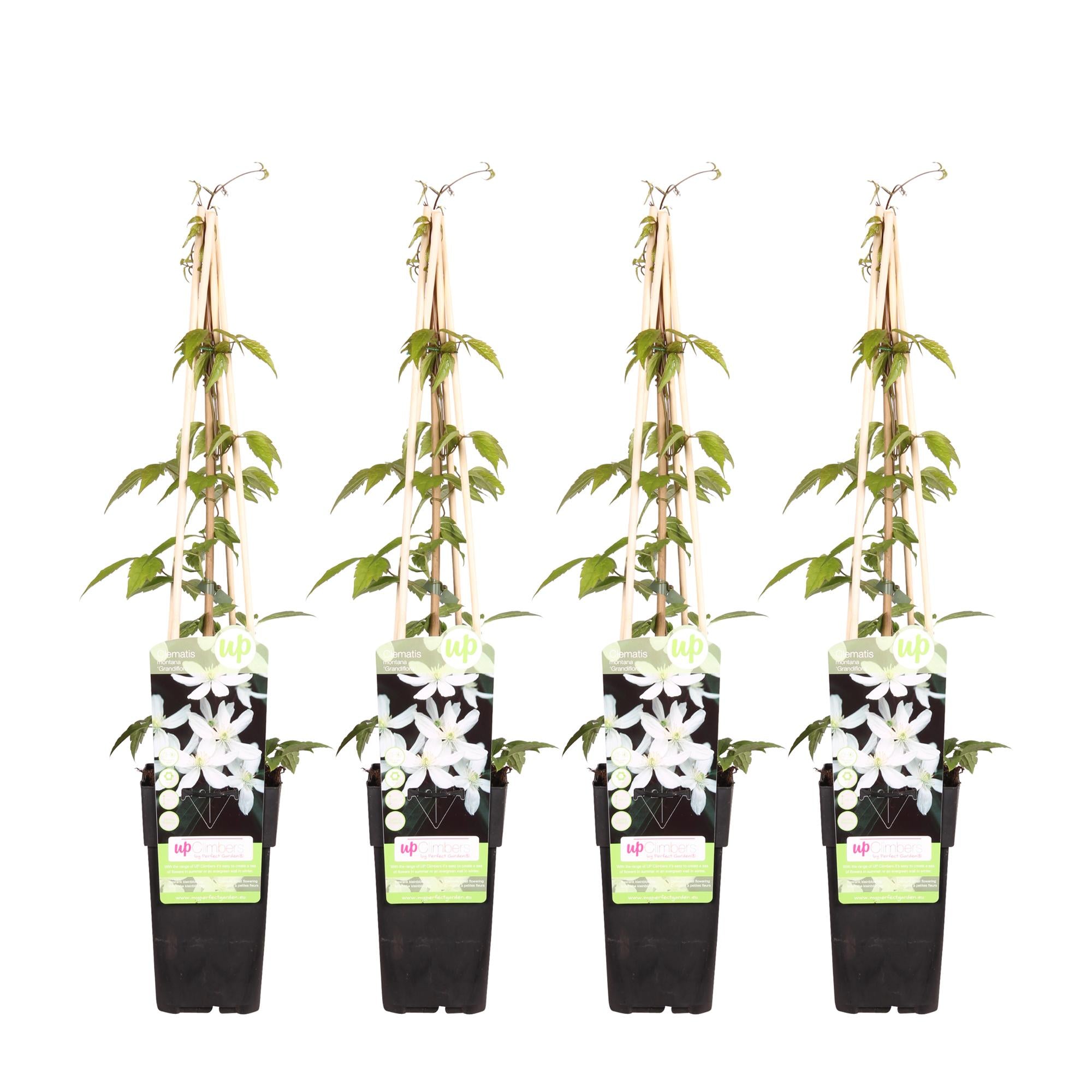 Clematis ‘Grandiflora’ – kräftige Kletterpflanze mit weißen Blüten, 15 cm Topf, 65 cm hoch