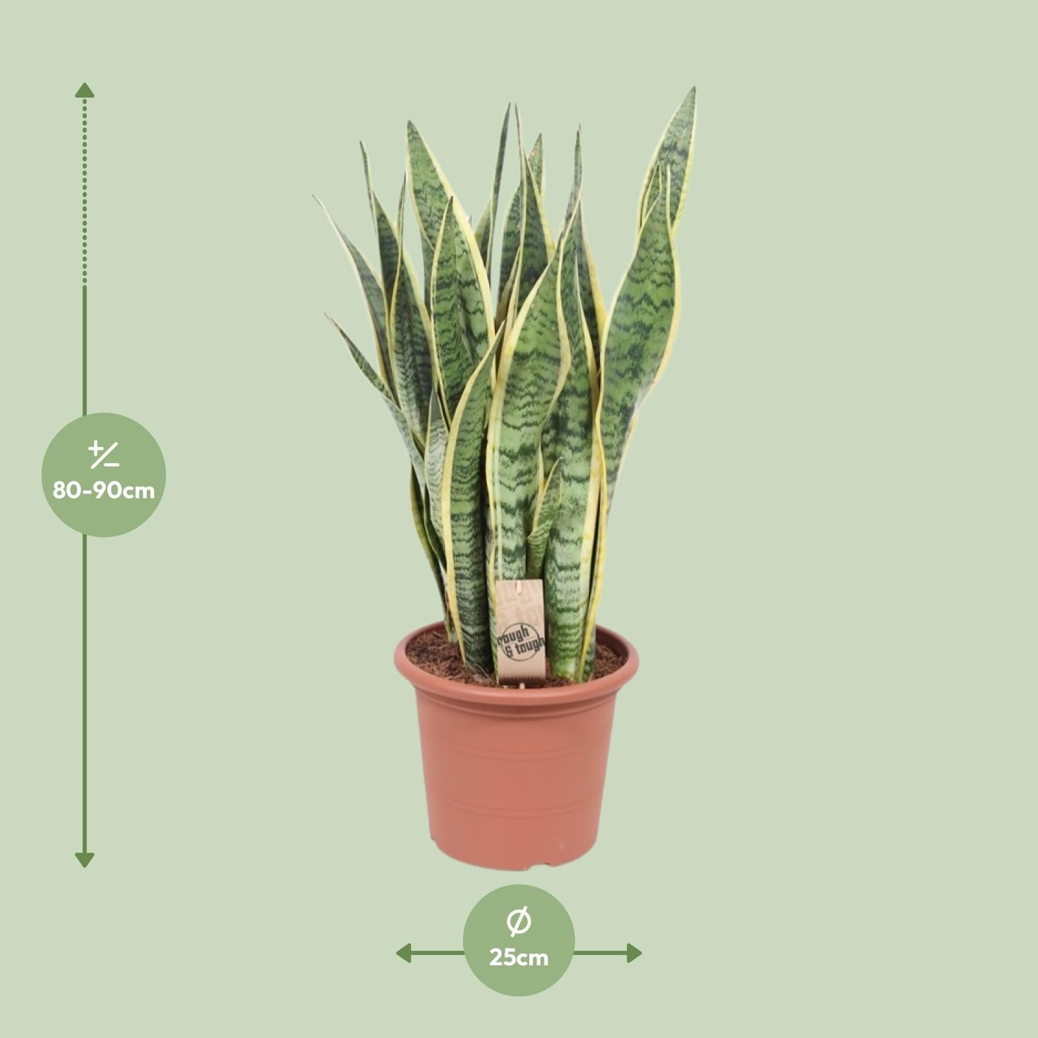 Sansevieria Trifasciata Laurentii – Bowstring Hennep - 40-84 cm