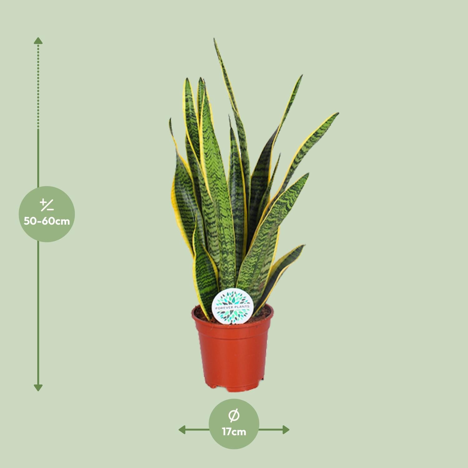 Sansevieria Trifasciata Laurentii – Bowstring Hennep - 40-84 cm