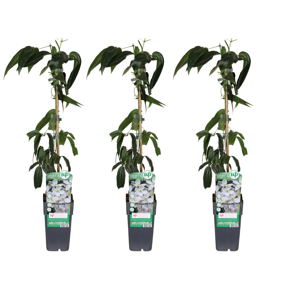 Clematis armandii – immergrüne weiße Kletterpflanze, 15 cm Topf, 65 cm Höhe