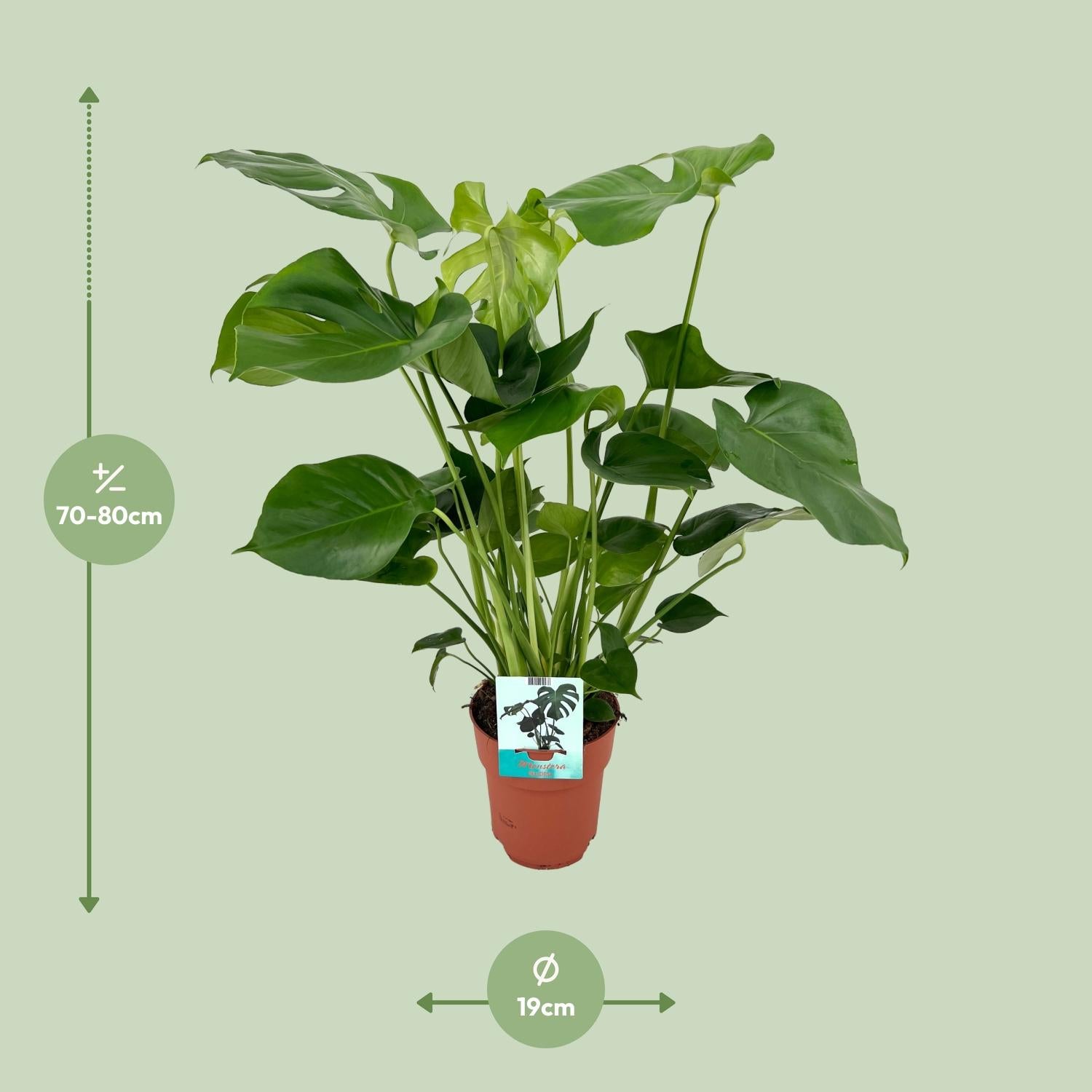 Monstera Deliciosa – Fensterblatt - 60-105 cm