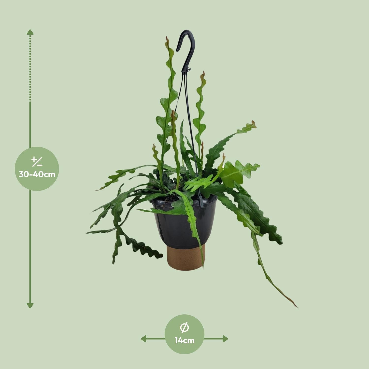 Epiphyllum Anguliger – Zigzag Cactus - 14-17 cm pot, 35 cm tall