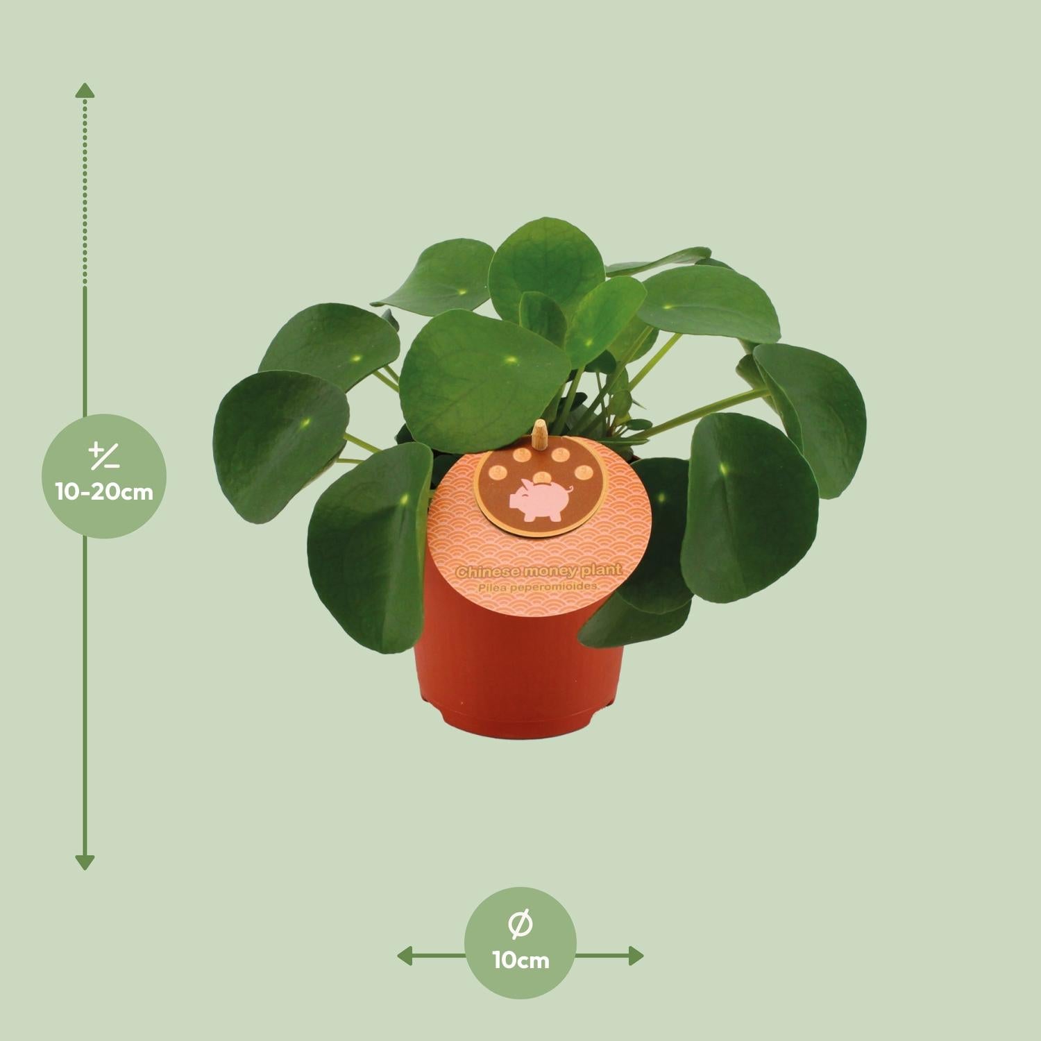 Pilea Peperomioides – Chinesischer Geldbaum - 15-30 cm