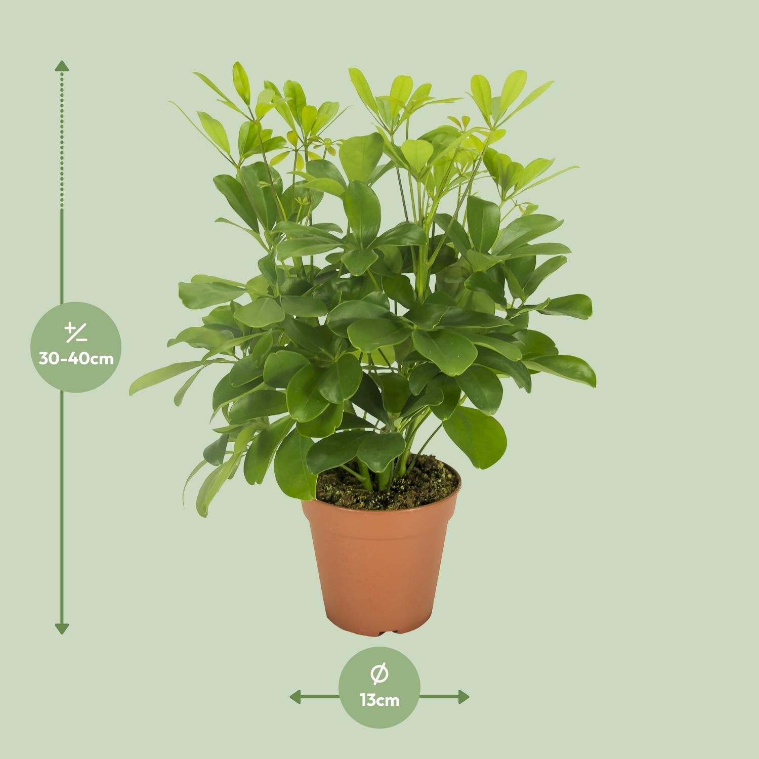 Schefflera Nora – Parapluboom - 35-45 cm