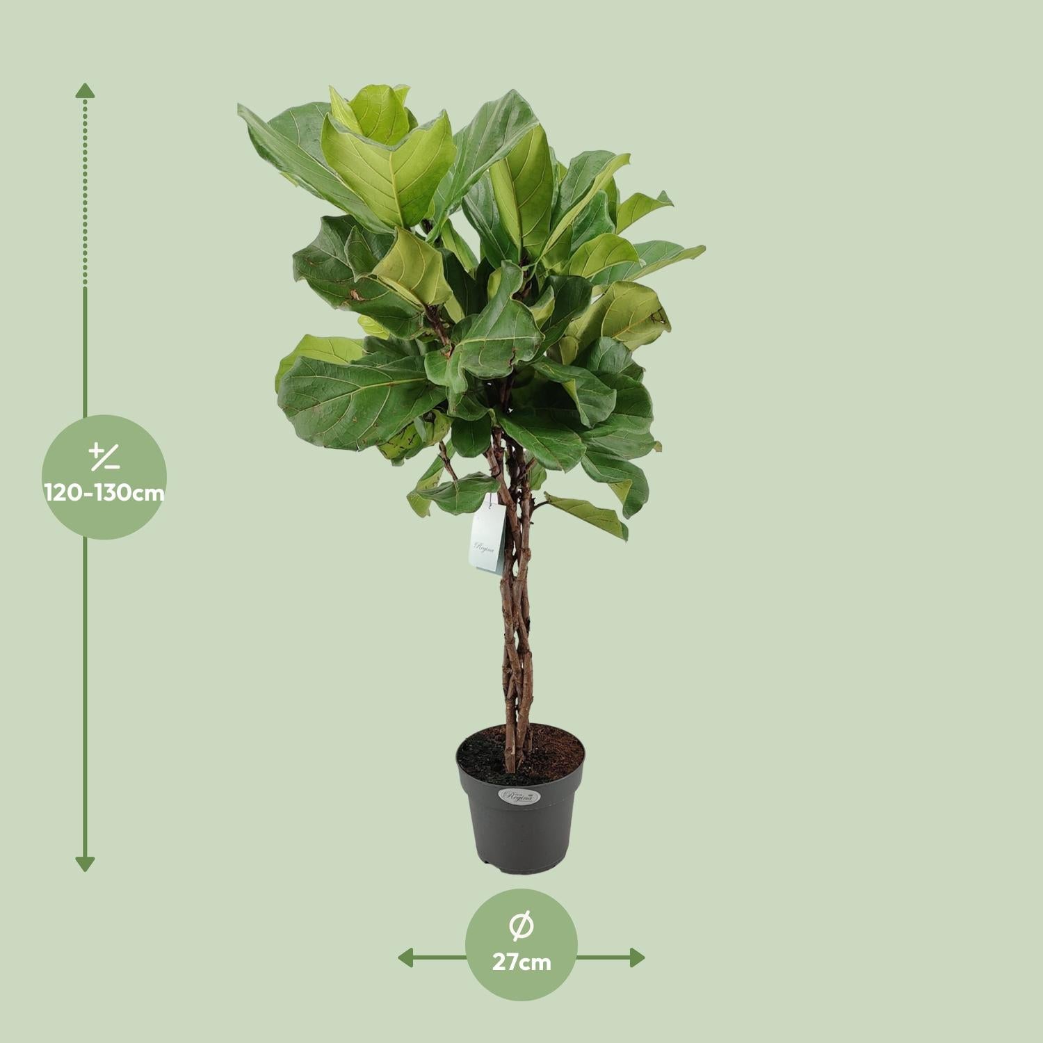 Ficus Lyrata – Geigenfeige - 30-130 cm
