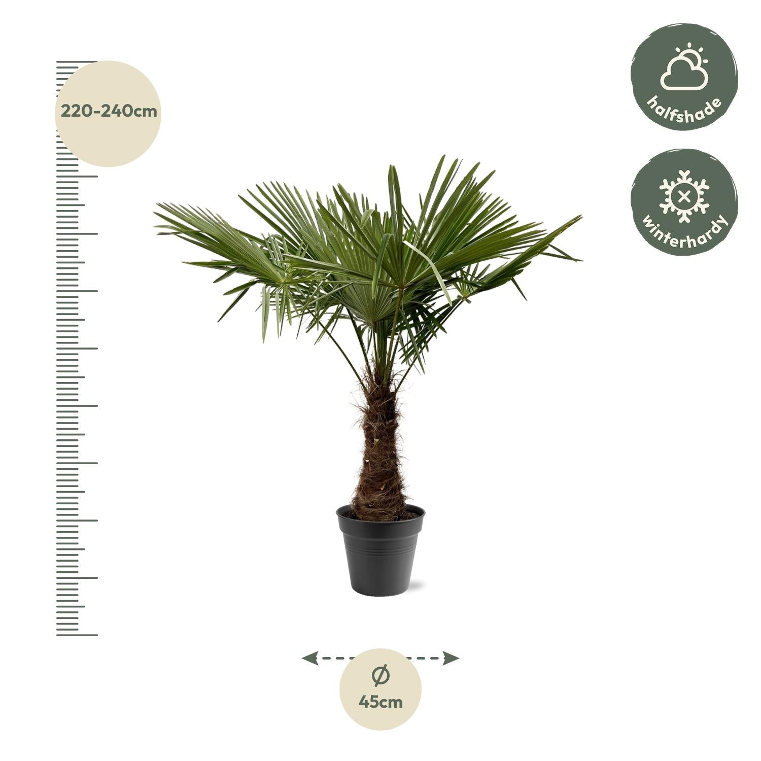 Chinesische Hanfpalme (Trachycarpus fortunei) – 120–240 cm