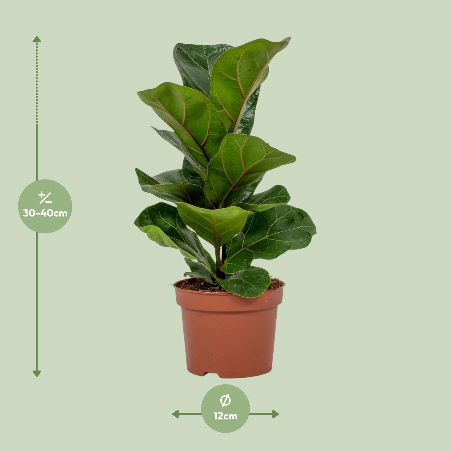 Ficus Lyrata – Geigenfeige - 30-130 cm