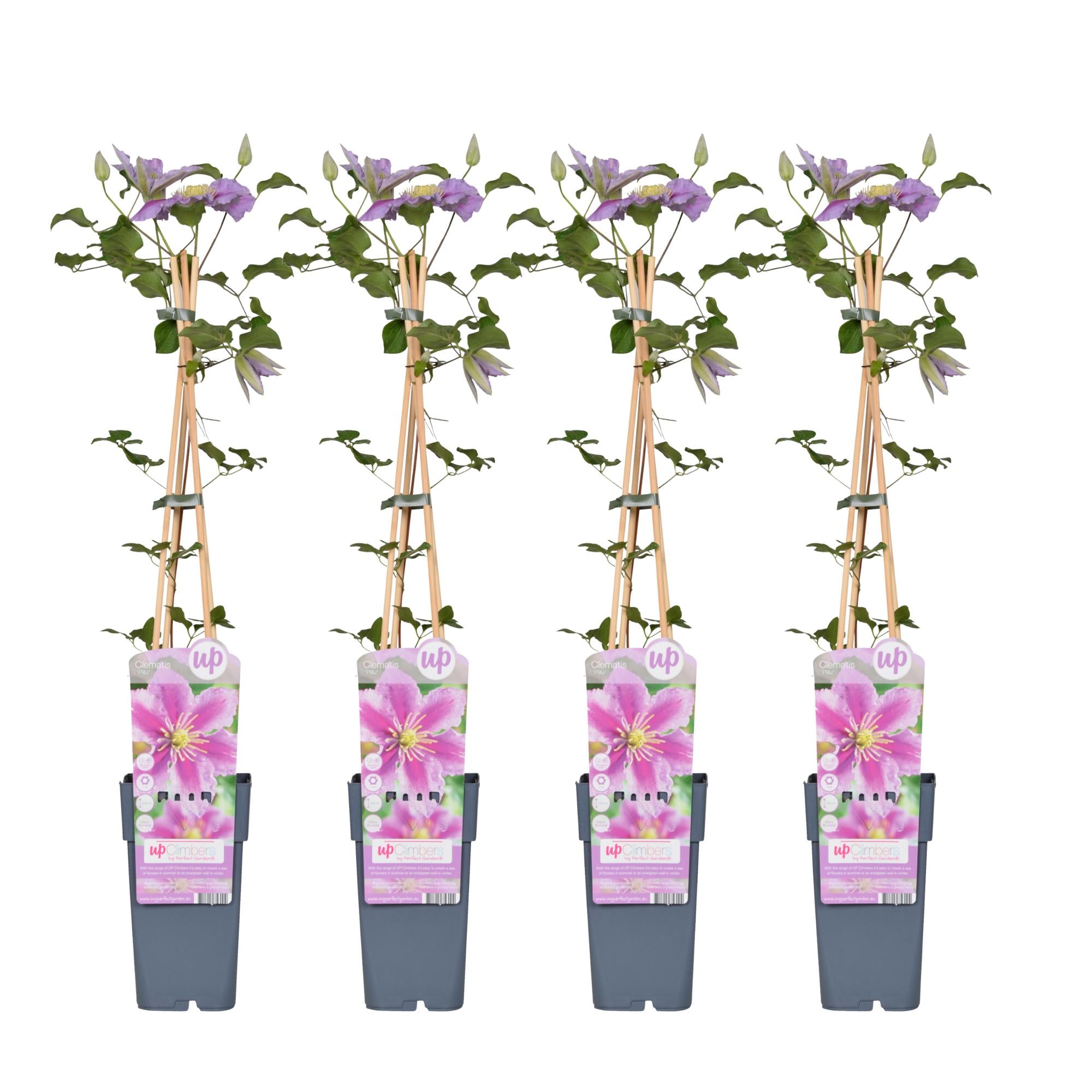 Clematis 'Piilu' – rijkbloeiende klimplant met roze bloemen, potmaat 15 cm, potmaat 65 cm