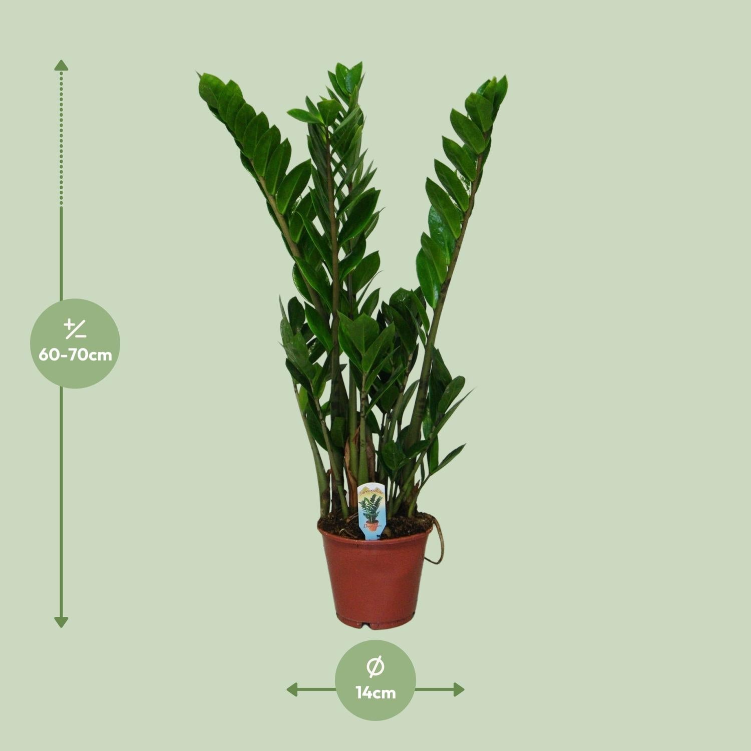 Zamioculcas Zamiifolia - Glücksfeder - 40-95 cm