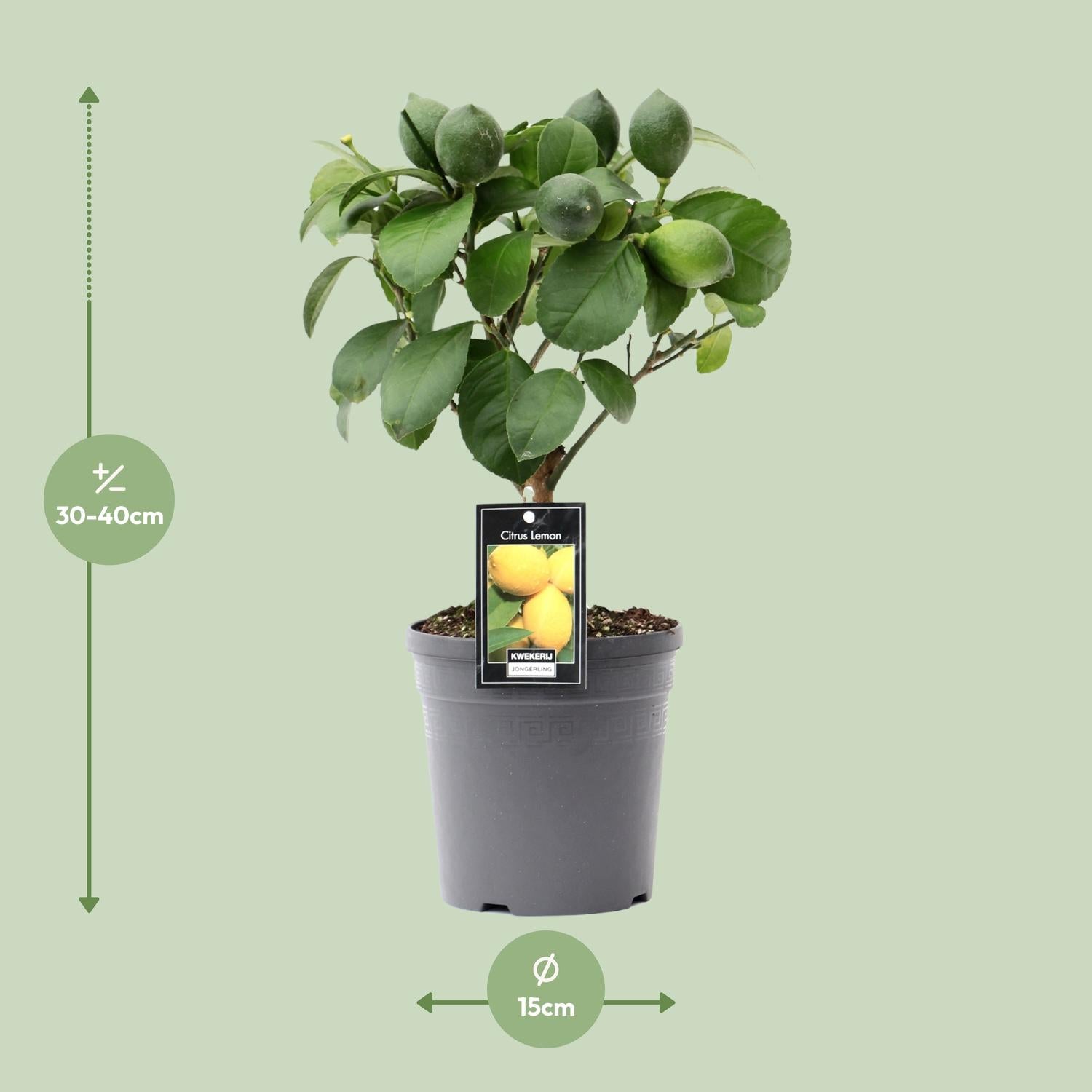 Citroenboom (Citrus lemon) – 35–80 cm