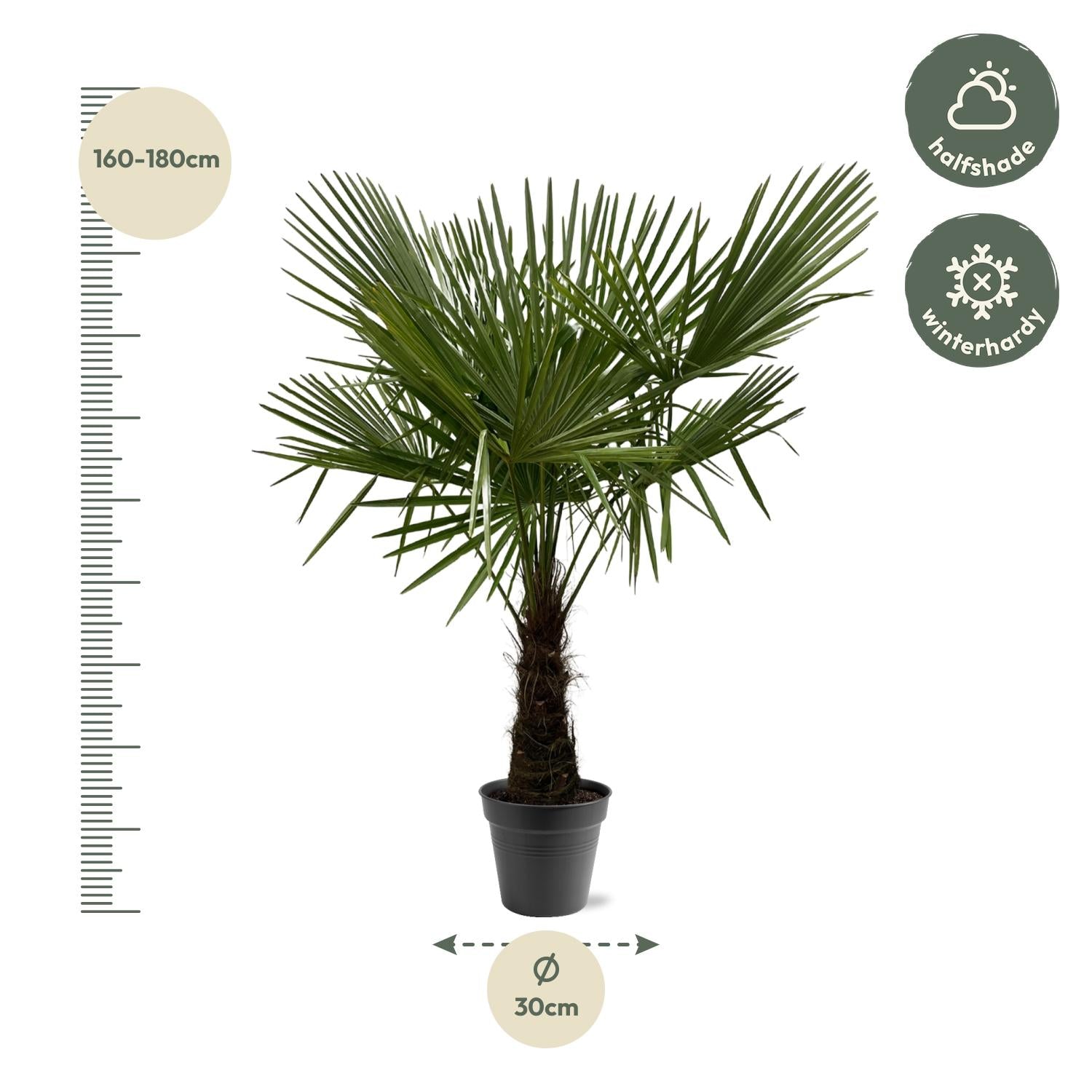 Chinesische Hanfpalme (Trachycarpus fortunei) – 120–240 cm