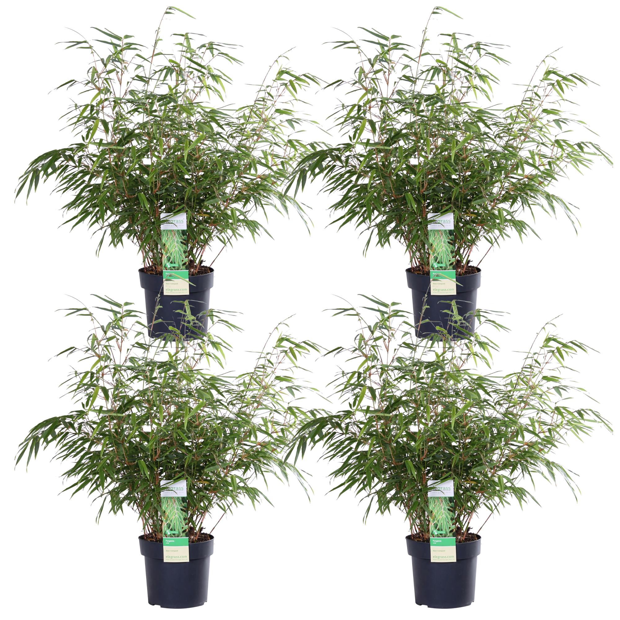 Fargesia rufa – pollenvormende tuinbamboe in verschillende hoogtes