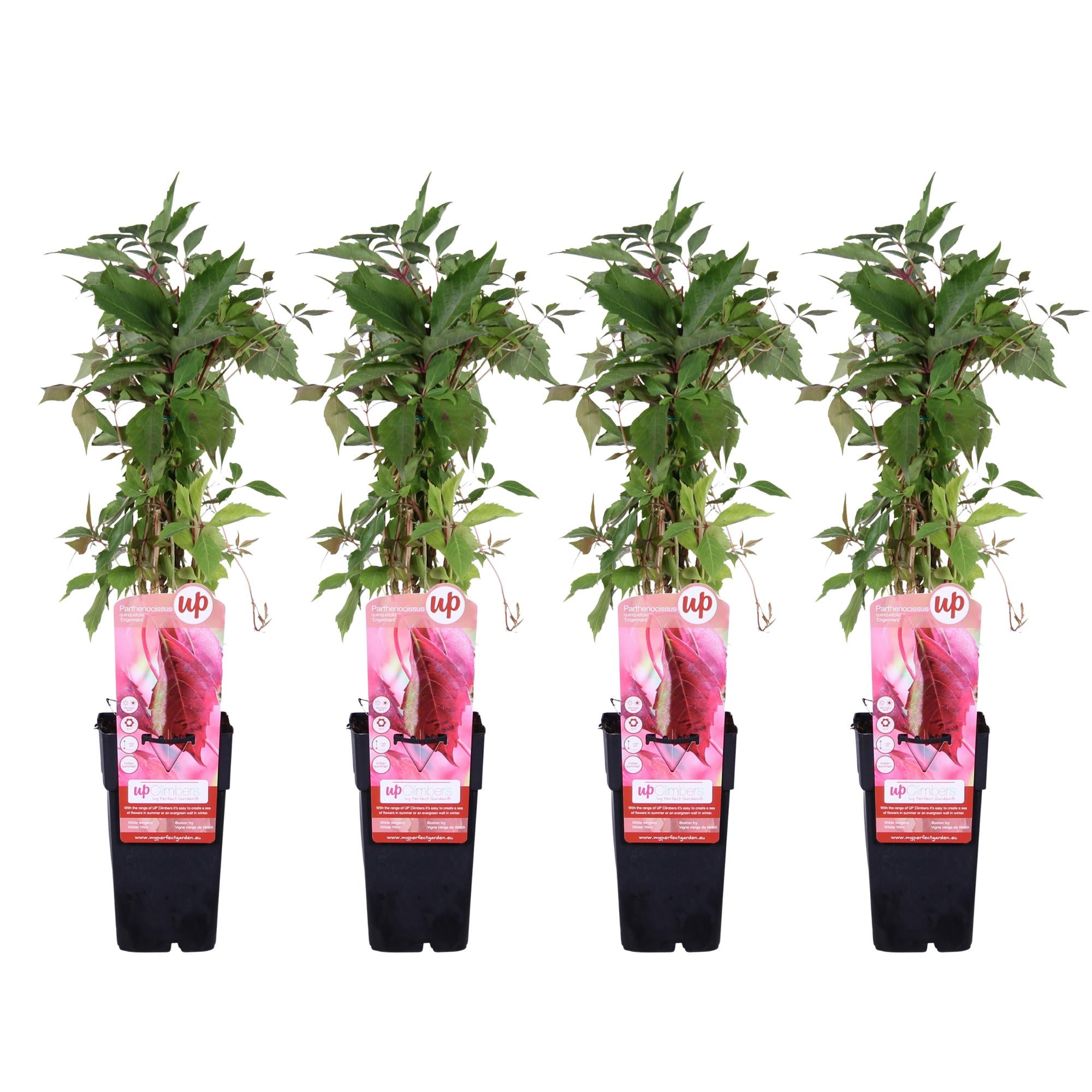 Wilder Wein ‘Engelmannii’ – schnellwachsende Kletterpflanze, 15 cm Topf, 65 cm